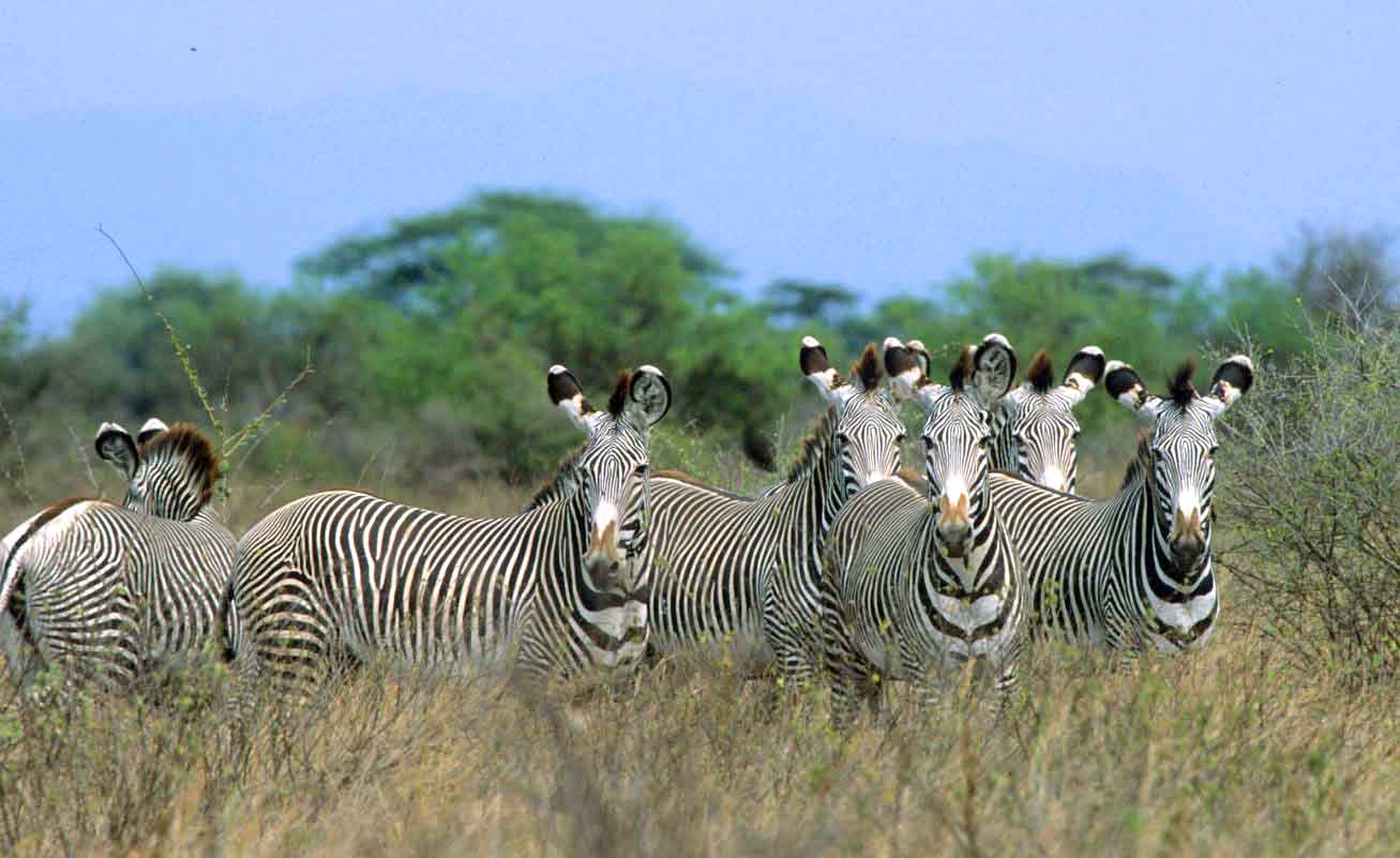 National Parks and Reserves in Kenya
