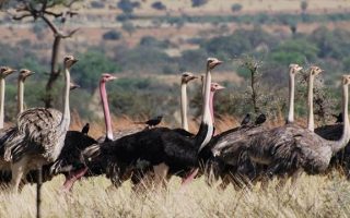 Where are ostriches from in Uganda