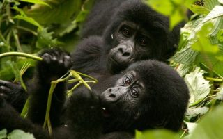 8 Days Rwanda, Congo & Uganda Safari