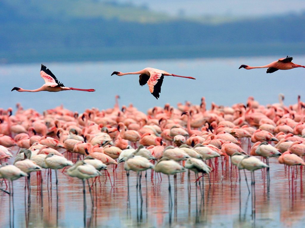 What are the Best Birding Destinations In Kenya?What are the Best Birding Destinations In Kenya