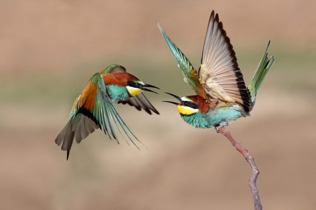 What are the Best Birding Destinations In Kenya