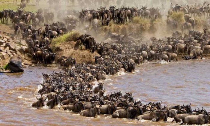 Best Surprising Information About Maasai Mara National Reserve