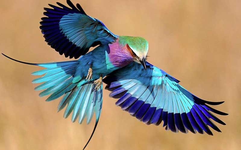 Birds Of Kenya