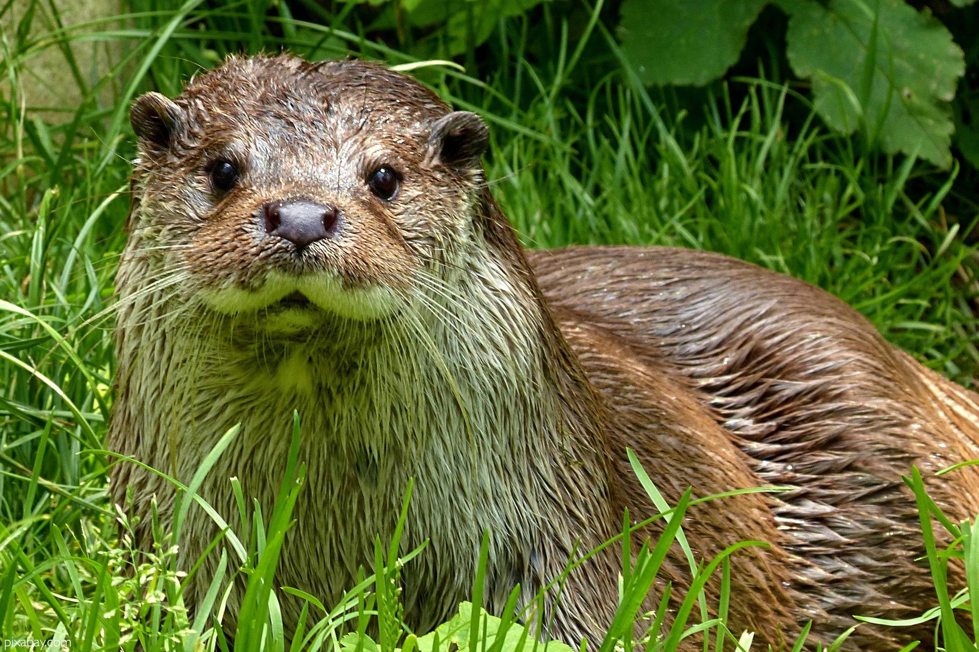 Information about the Otter mammals