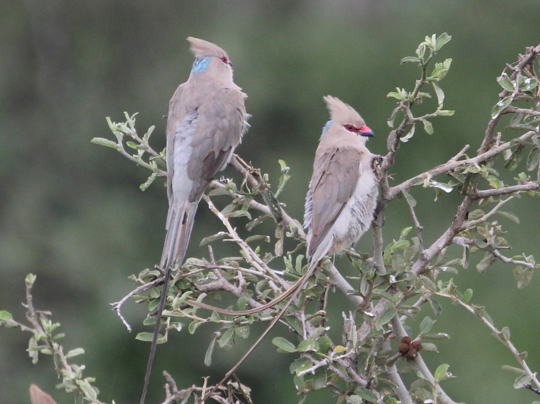 Birds In Ruaha National Park